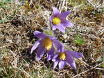 Bild vergr&ouml;&szlig;ern: Pulsatilla