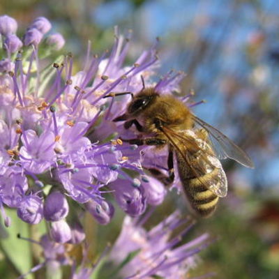 Biene zu Varroamilbe
