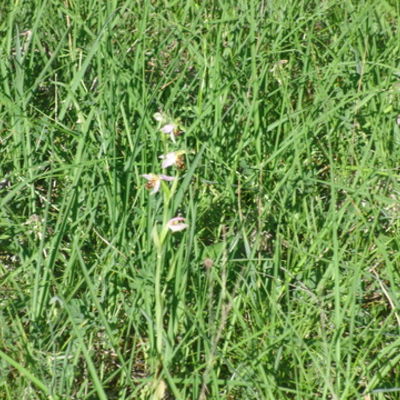 Orchideenpfad - Ehrenamt (07)