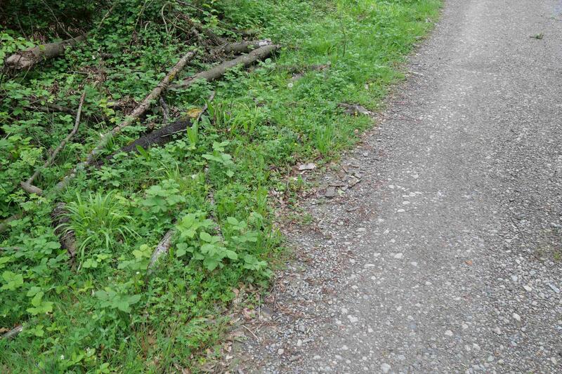 Waldsch&auml;den und Verkehrssicherung Greu&szlig;enheim by Christian Schuster (3)