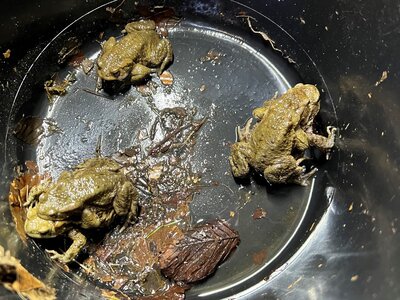 Amphibienretter gesucht by Michael Gr&ouml;nert