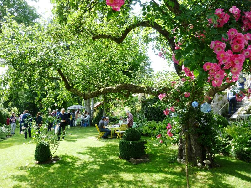 Bild vergrößern: Rosenprächtig blüht es im parkähnlichen Garten von Anita Rau in Frickenhausen, in dem heuer auch die Eröffnung des Tags der offenen Gartentüre stattfindet.