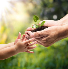 Bild vergr��ern: hands of a child taking a plant from the hands of a man - garden