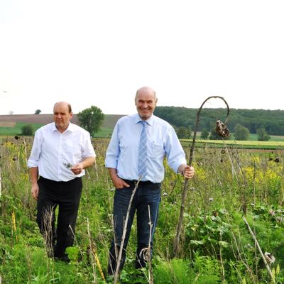 &Ouml;kologisch besonders wertvoll sind die hohlen St&auml;ngel der Sonnenblume, wie Alfons Baumann vom Bayerischen Bauernverband und Landrat Eberhard Nu&szlig; zeigen.