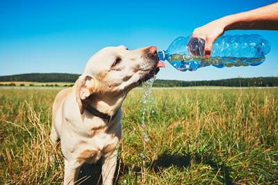 Durstiger Hund an heißem Sommertag