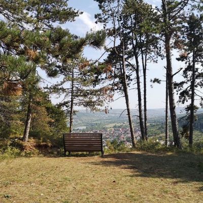 Eine Bank am Aussichtspunkt vor einer Lichtung.