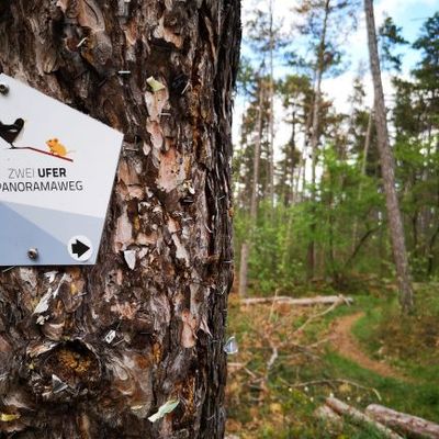 Schild an einem Baum, der vor einem Wald steht.