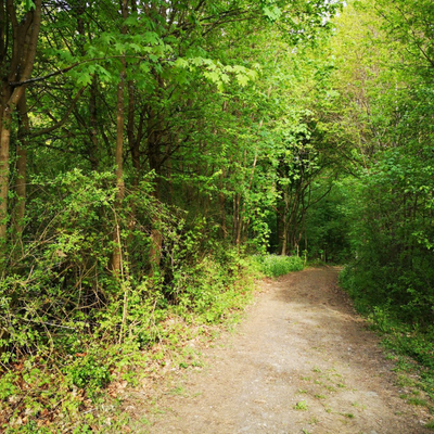 Ein Waldweg umgeben von Bäumen und Sträuchern.