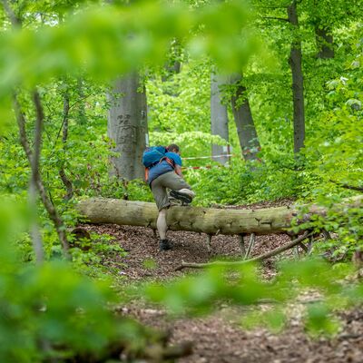 Ein Wanderer, der über einen umgefallenen Baumstamm in Mitten des Waldes steigt.