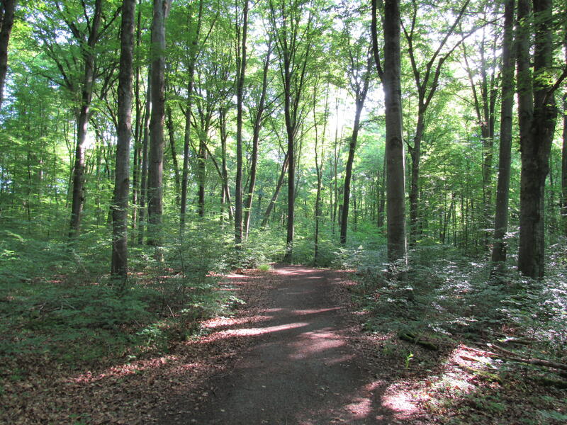 Gramschatzer Wald   
