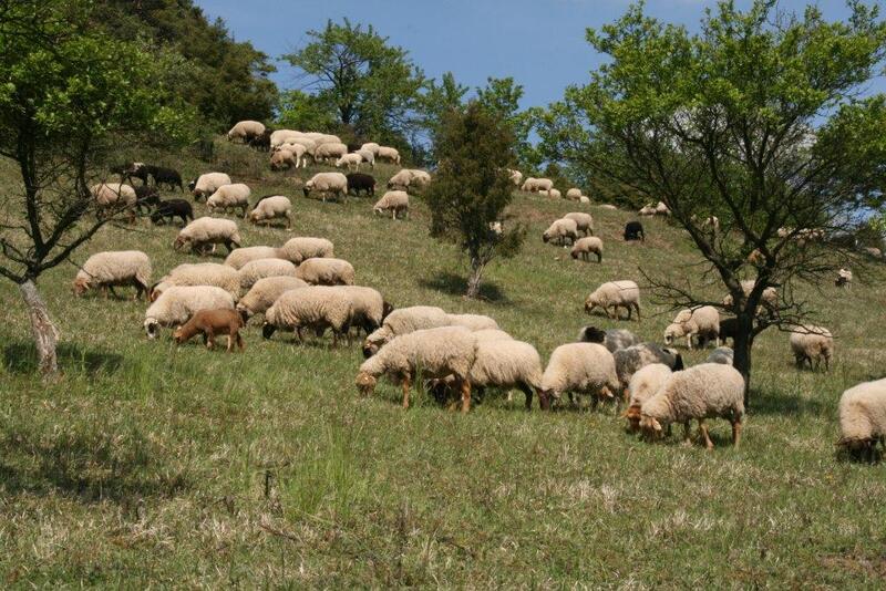 Bild vergrößern: Die Zusammenarbeit zwischen Weidetierhaltern und unterer Naturschutzbehörde des Landkreises Würzburg bringt Vorteile für die Tierzüchter und die Naturschützer, wie die Schafbeweidung im Landkreis zeigt.