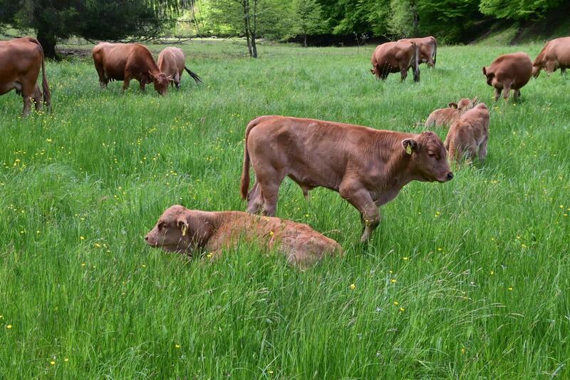 Bild vergrößern: Rinderbeweidung im Landkreis Würzburg