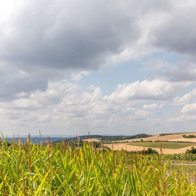 Blick in die Landschaft. Im Vordergrund ein Maisfeld, links dahinter ein Sonnenblumenfeld. In der Ferne abgeerntete Felder.