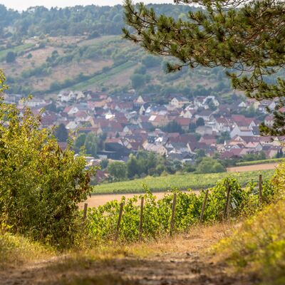 Weg, der vorbei an Weinbergen und Kiefern nach Leinach f&uuml;hrt. Im Hintergrund die D&auml;cher des Ortes.
