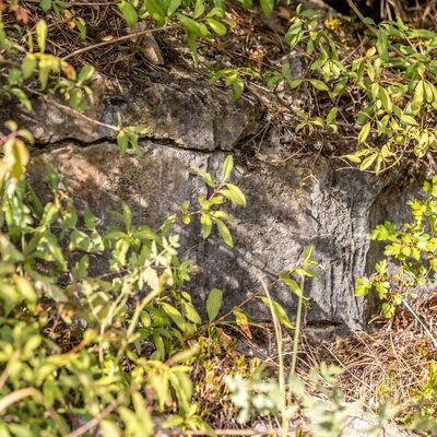 Muschelkalkstein zwischen Gr&auml;sern und B&uuml;schen.
