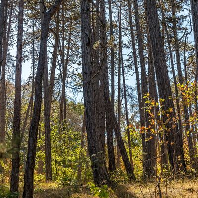 Baumst&auml;mme dicht beieinander stehender Kiefern.