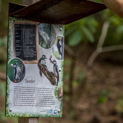 Info-Tafel &uuml;ber den Specht.