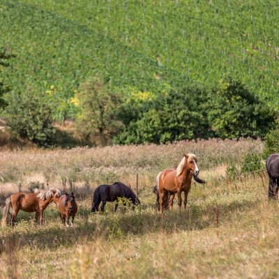 Pferde grasen auf einer Koppel. Im Hintergrund Weinberge.