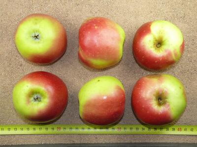 Bild vergr��ern: Winterzitronenapfel (WUG Weimersheim Sophienh�he BN)n3