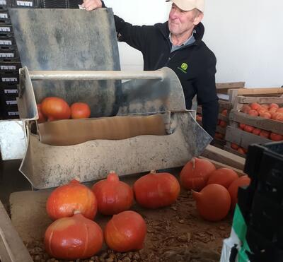 Bio-Erlebnistage 2022 Unterpleichfeld - K&uuml;rbisernte Wild, Unterpleichfeld