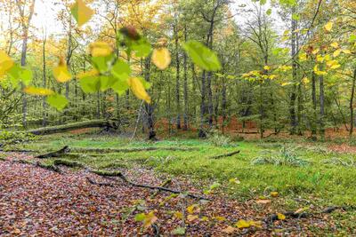 Waldlehrpfad H&ouml;chberg