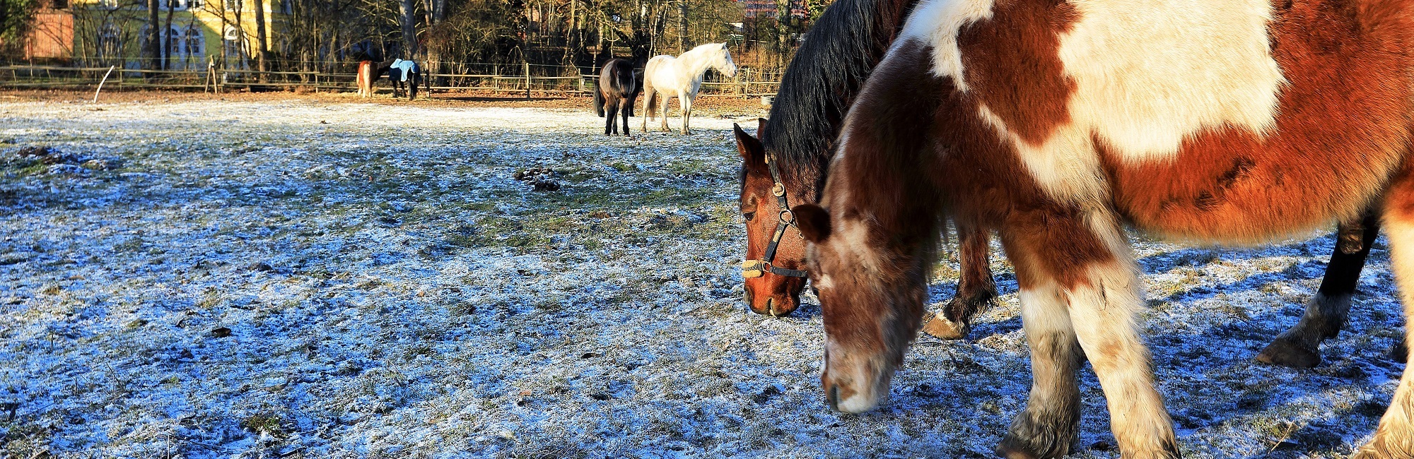 Ponys im Winterkleid - gesehen in Uettingen