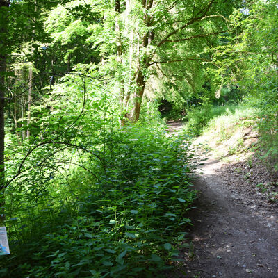 Wasserlehrpfad Zell am Main