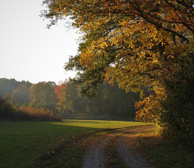 Waldspaziergang