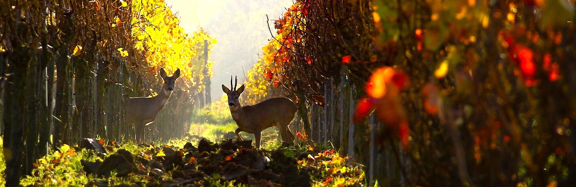 Rendezvous im Weinberg